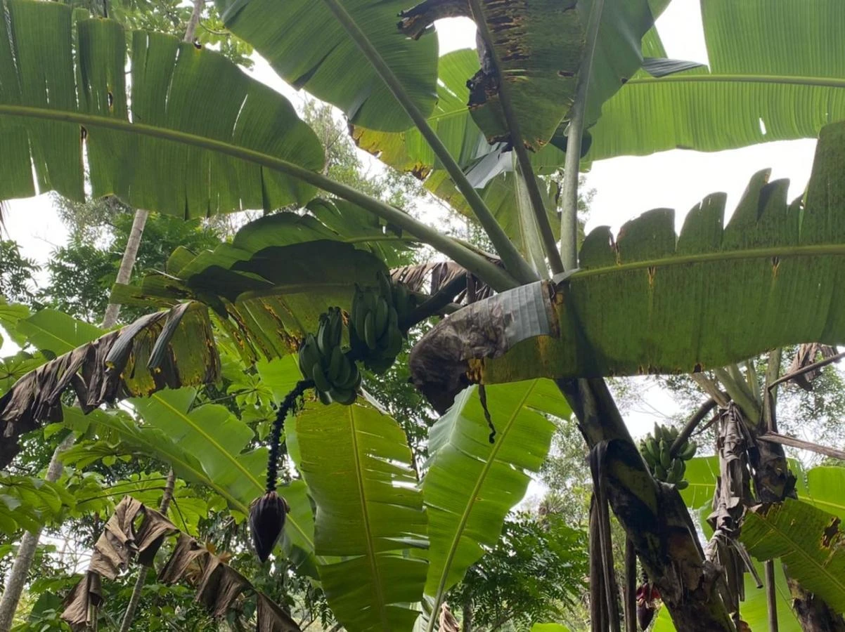 Sítio em Calemba, Santo Amaro da Imperatriz. 2 quartos, 190m². Imagem 7 de 21