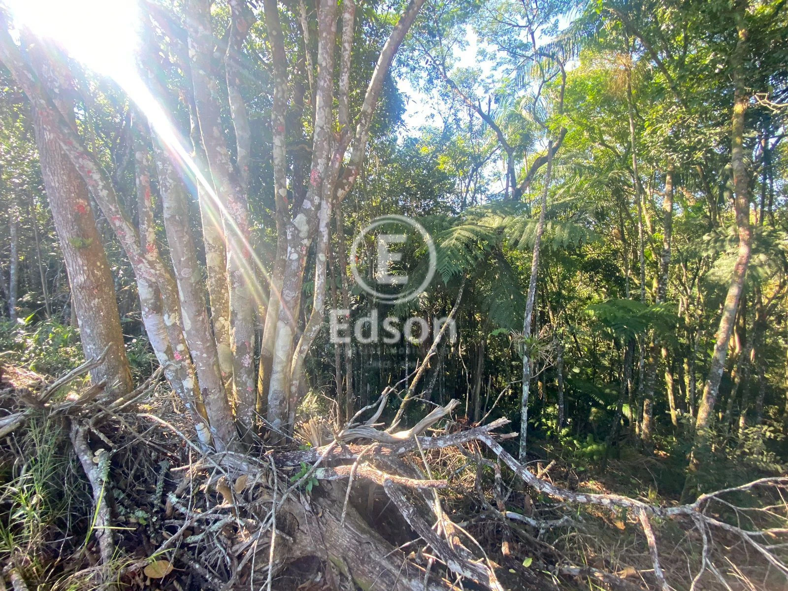 Sítio em Centro, São Pedro de Alcântara. 0 quartos, 6360m². Imagem 2 de 9