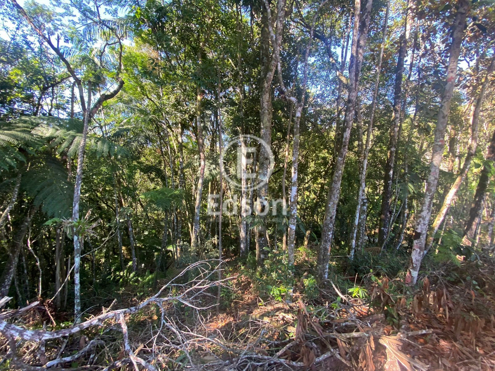 Sítio em Centro, São Pedro de Alcântara. 0 quartos, 6360m². Imagem 6 de 9