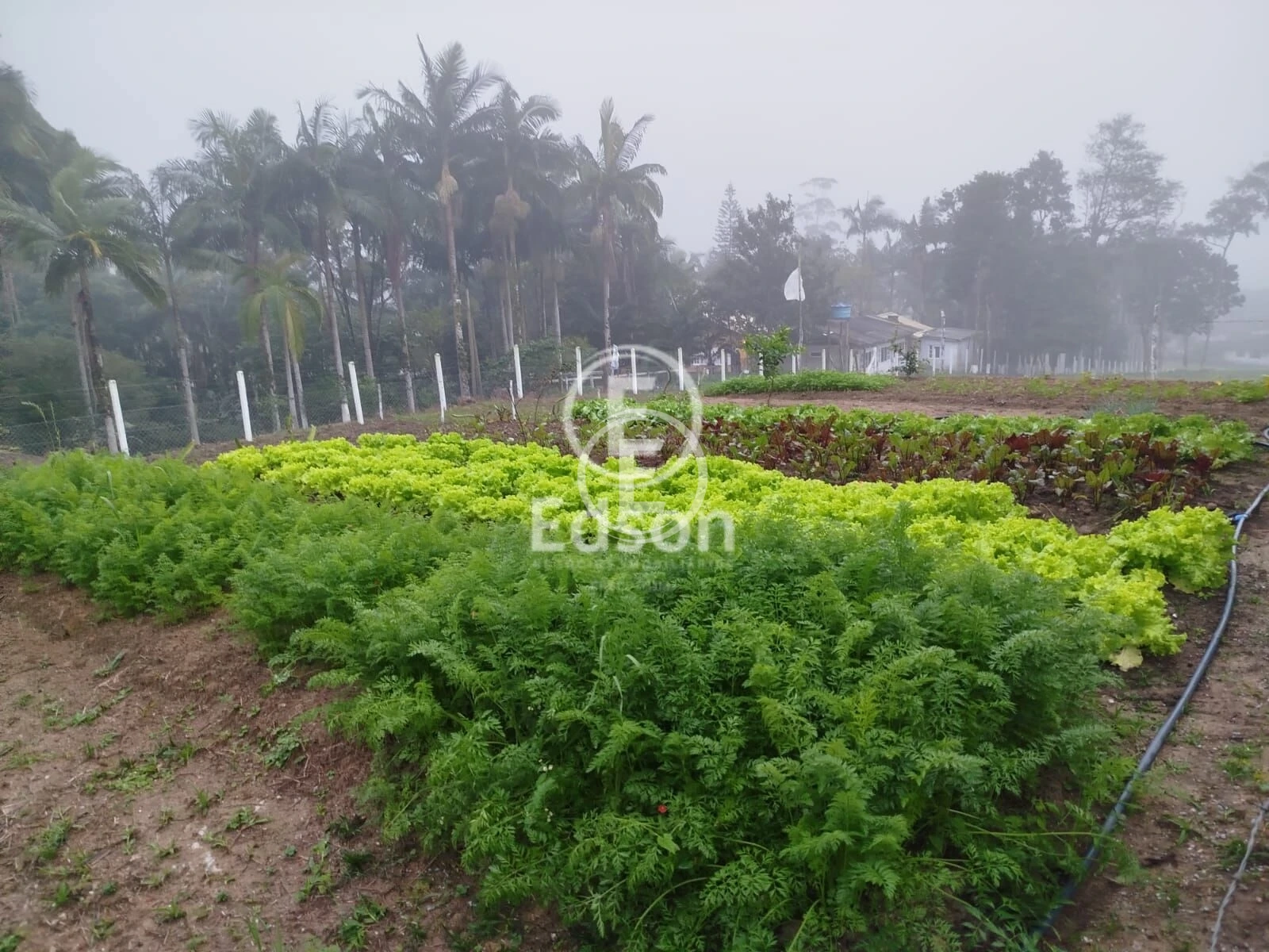 Sítio em Santo Amaro da Imperatriz, Santo Amaro da Imperatriz. 2 quartos, 60000m². Imagem 5 de 8