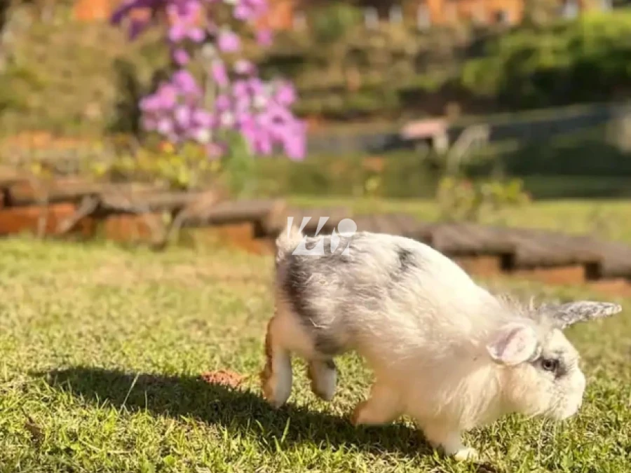 Sítio em Fazenda Sacramento, Águas Mornas. 5 quartos, 500m². Imagem 49 de 50
